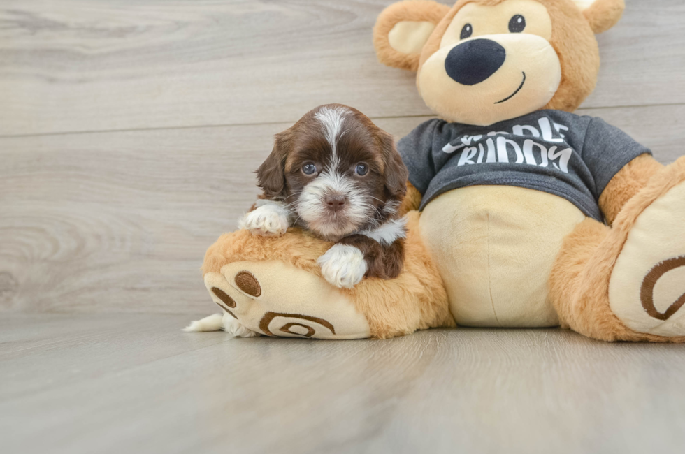 6 week old Shih Poo Puppy For Sale - Premier Pups