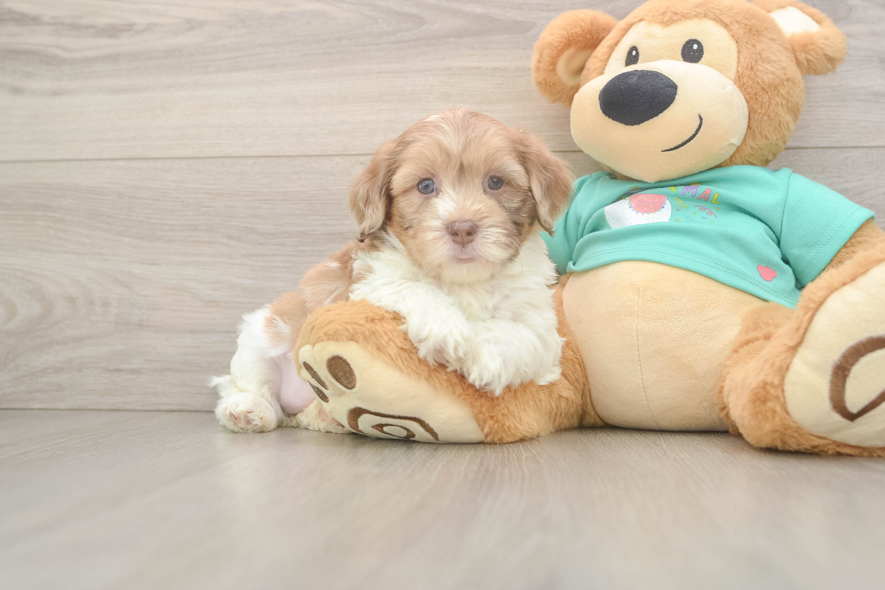 Best Shih Poo Baby