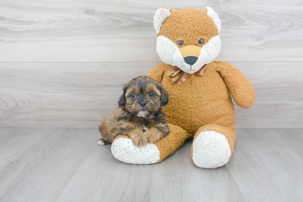 Smart Shih Poo Poodle Mix Pup