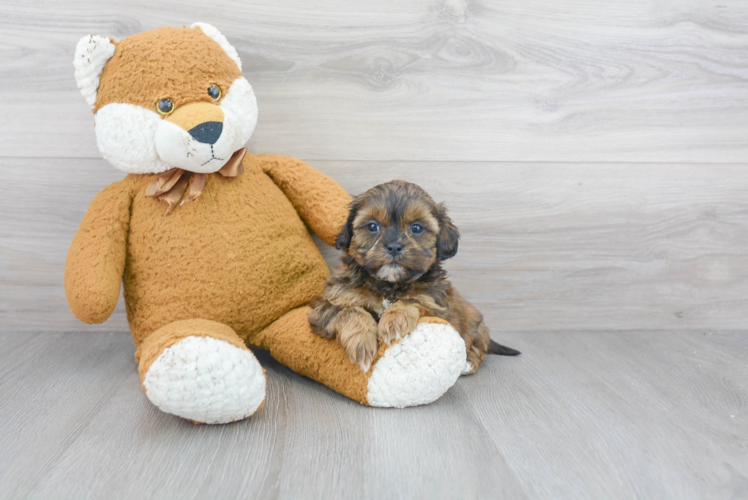 Shih Poo Pup Being Cute