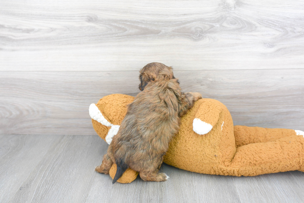 Petite Shih Poo Poodle Mix Pup
