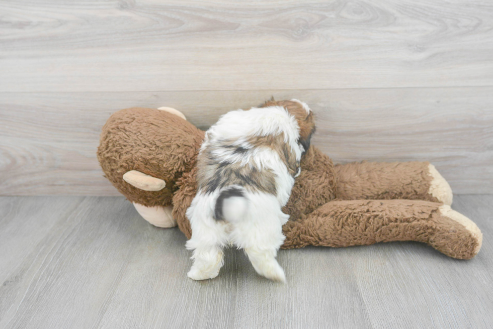 Popular Shih Poo Poodle Mix Pup