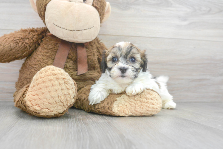 Petite Shih Poo Poodle Mix Pup