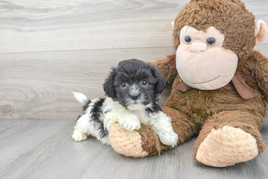 Hypoallergenic Shihpoo Poodle Mix Puppy