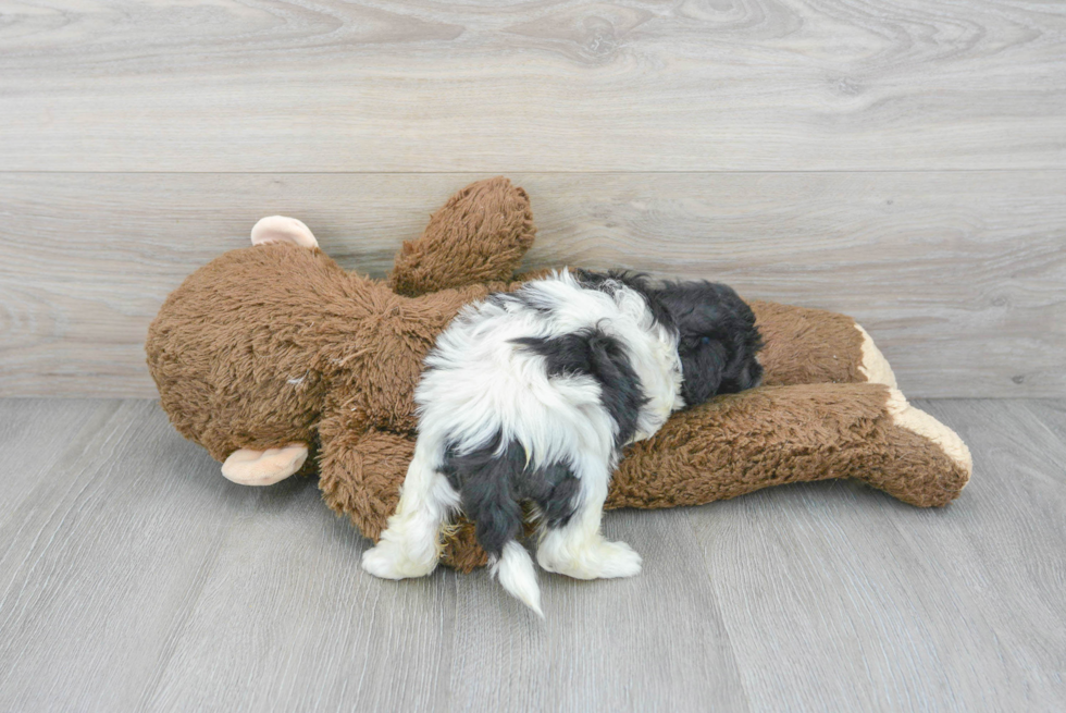 Shih Poo Puppy for Adoption