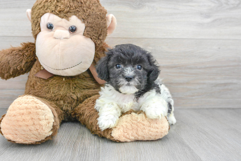 Playful Shihpoo Poodle Mix Puppy