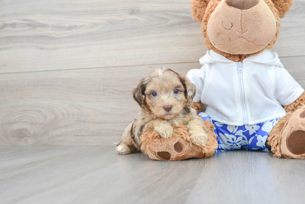 Shih Poo Pup Being Cute