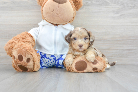 Fluffy Shih Poo Poodle Mix Pup