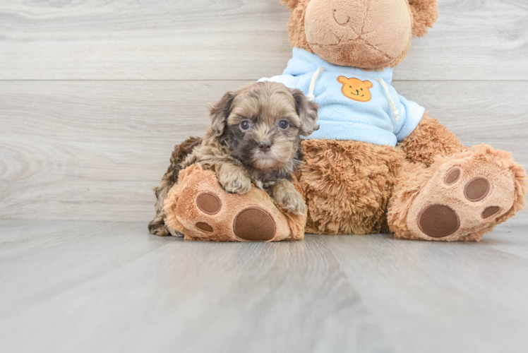 Shih Poo Pup Being Cute