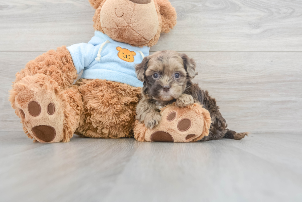 Adorable Shih Poo Poodle Mix Puppy