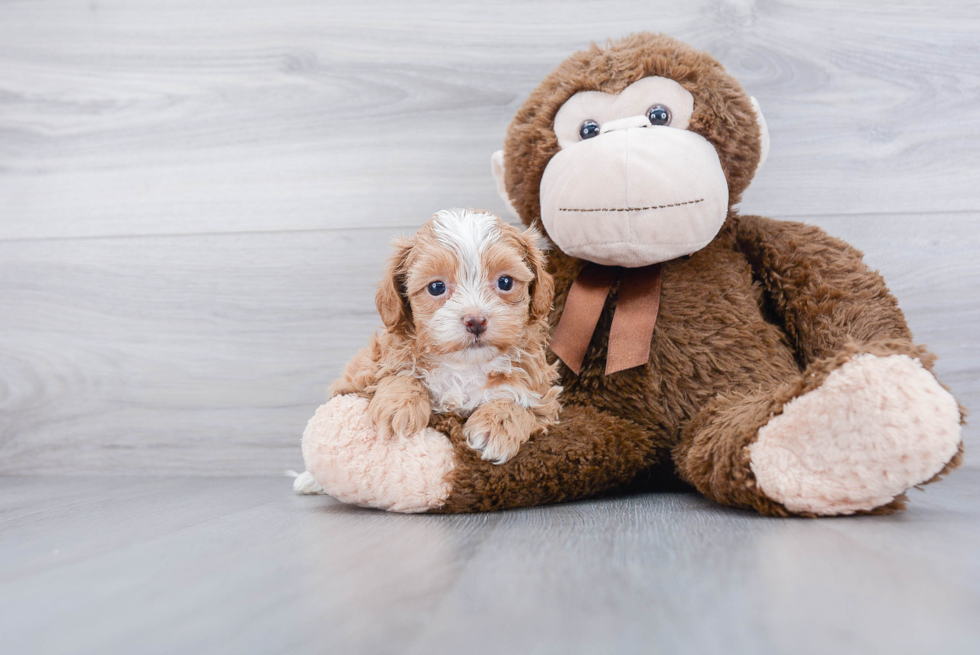 Best Shih Poo Baby