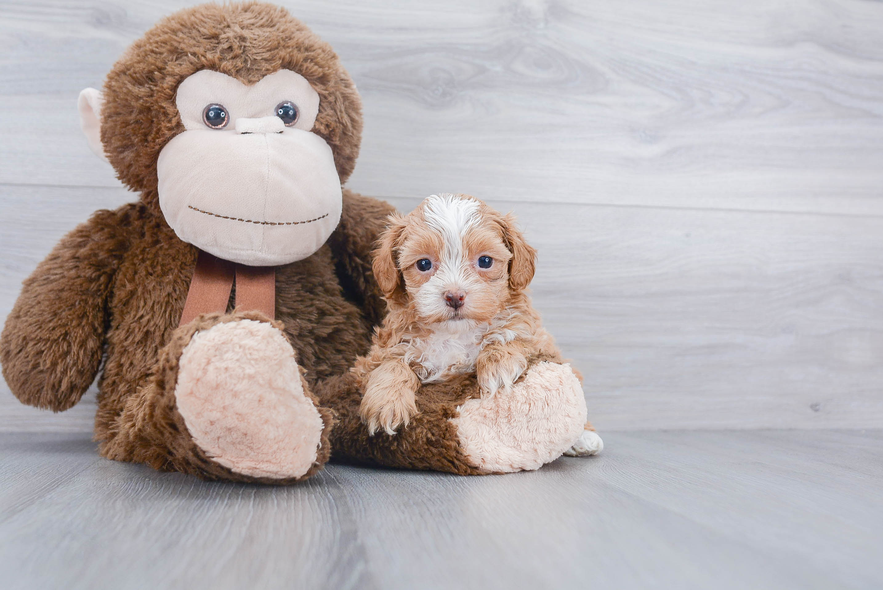Shih Poo Pup Being Cute