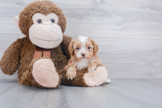 Shih Poo Pup Being Cute