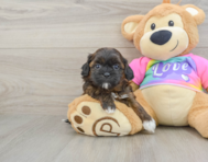 8 week old Shih Poo Puppy For Sale - Premier Pups