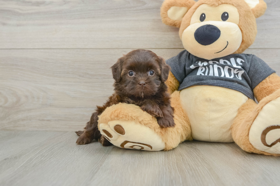6 week old Shih Poo Puppy For Sale - Premier Pups