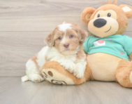 7 week old Shih Poo Puppy For Sale - Premier Pups