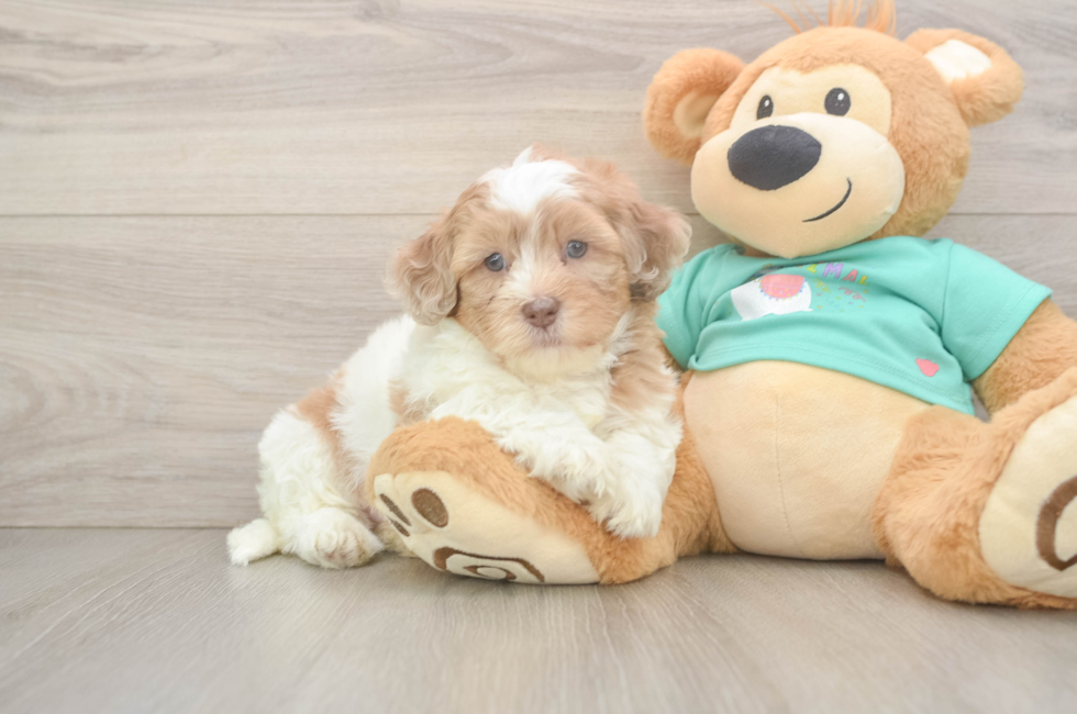 5 week old Shih Poo Puppy For Sale - Premier Pups