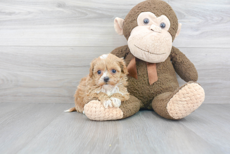 Adorable Shihpoo Poodle Mix Puppy