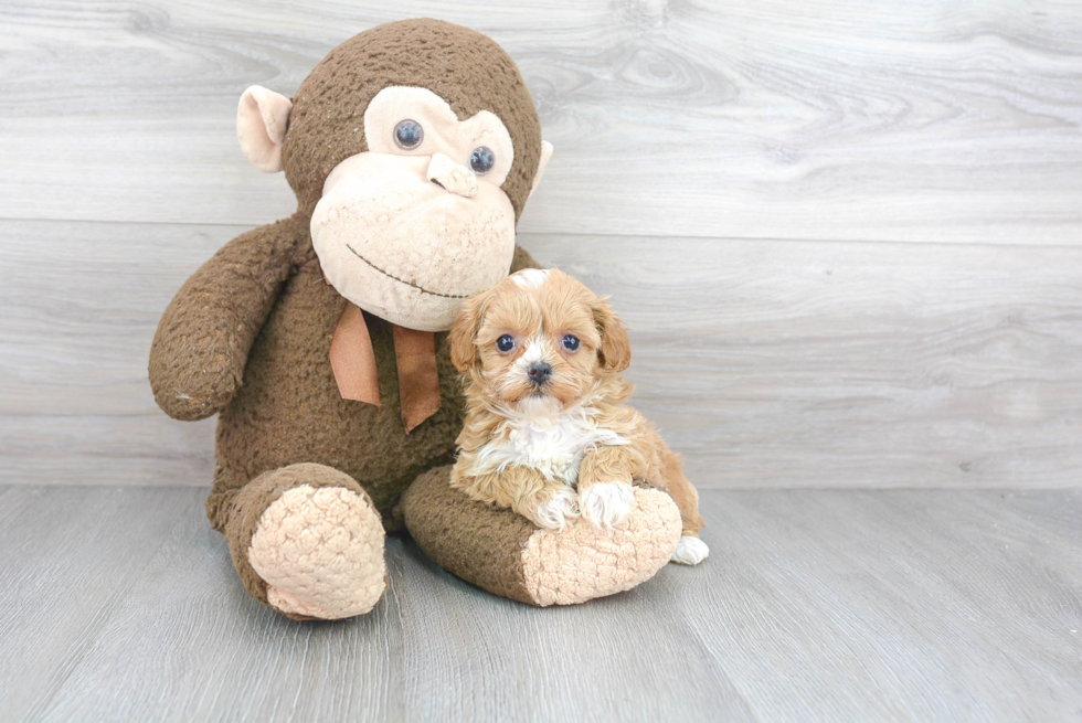 Adorable Shih Poo Poodle Mix Puppy