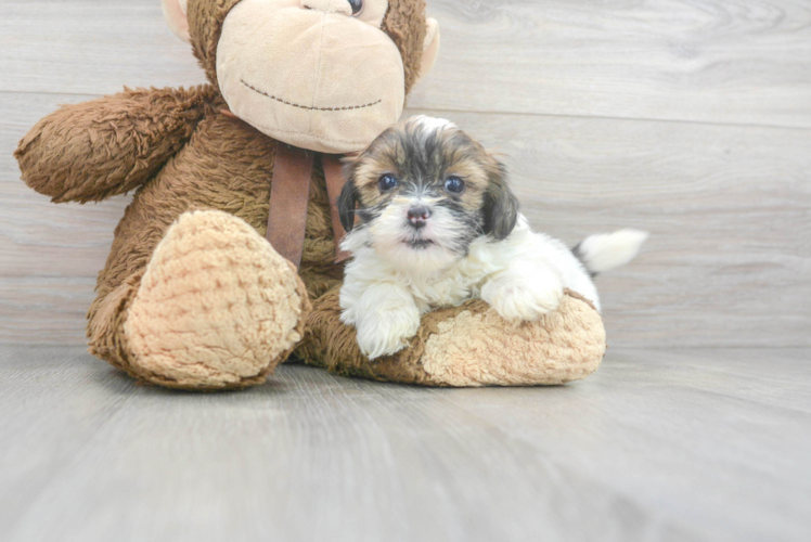 Sweet Shih Poo Baby