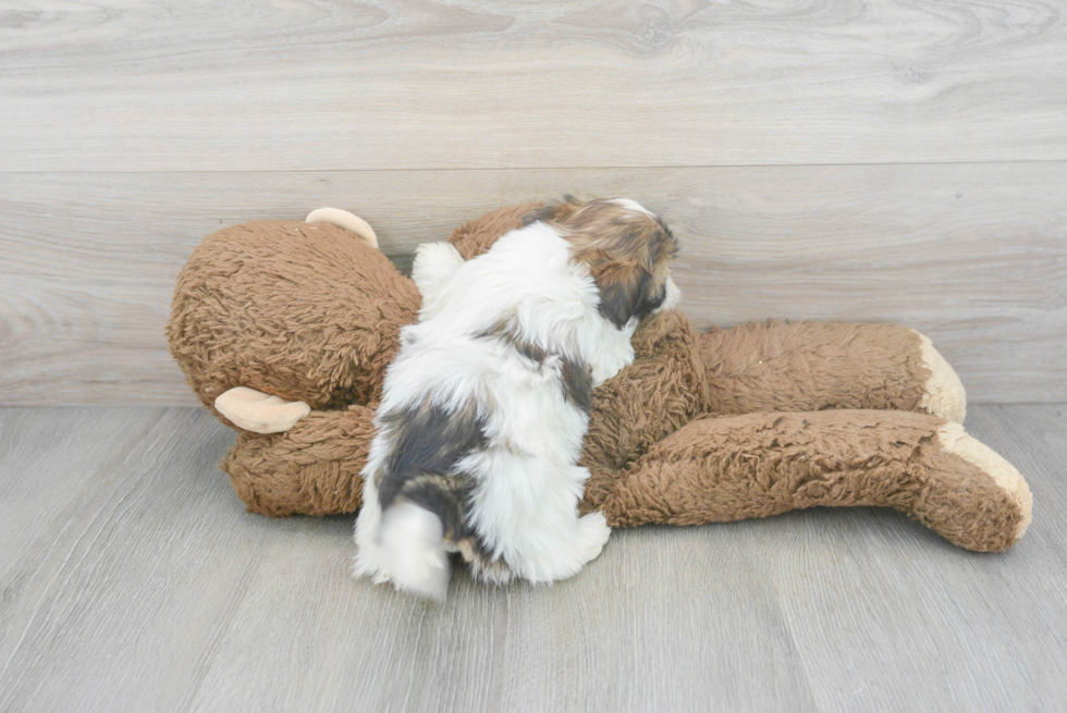 Shih Poo Pup Being Cute