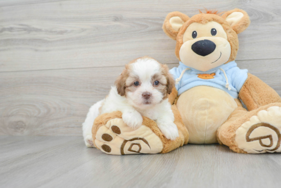 Smart Shih Poo Poodle Mix Pup