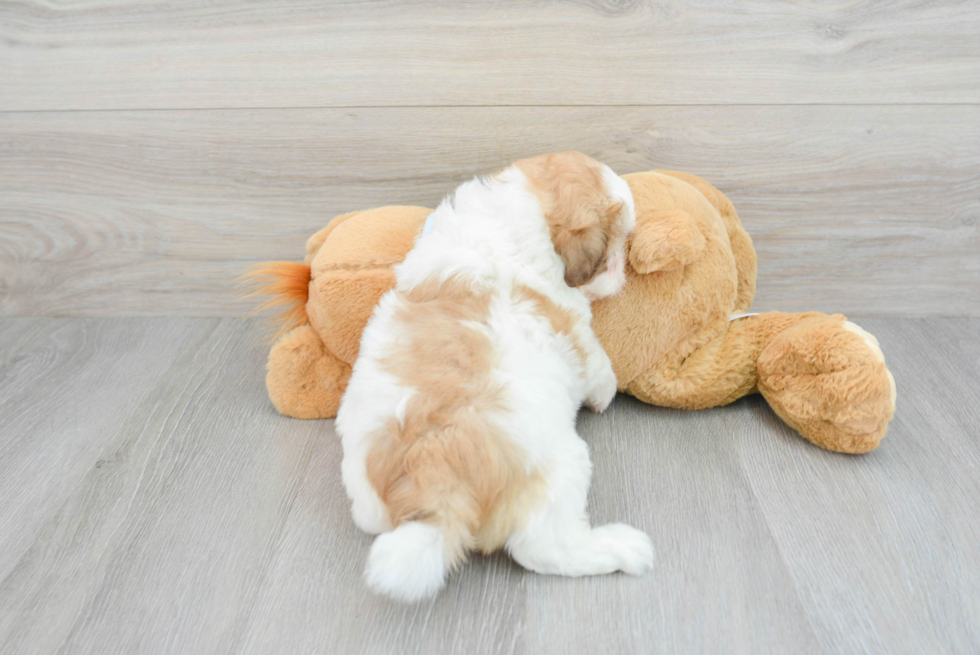 Shih Poo Pup Being Cute