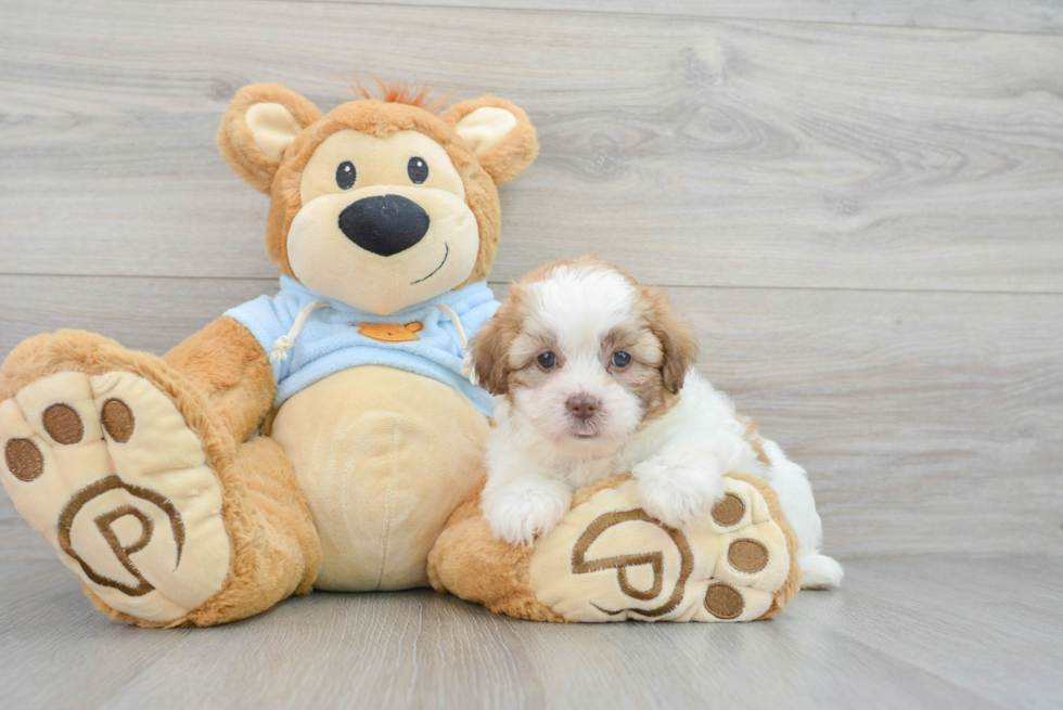 Shih Poo Pup Being Cute