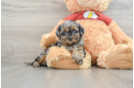 Cute Shih Poo Baby