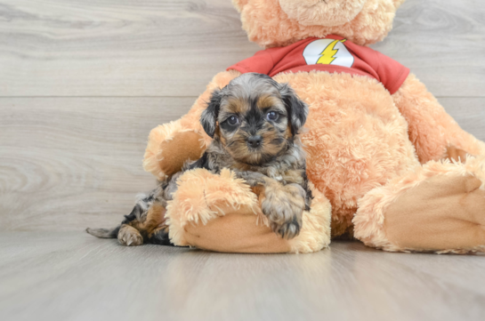 Cute Shih Poo Baby