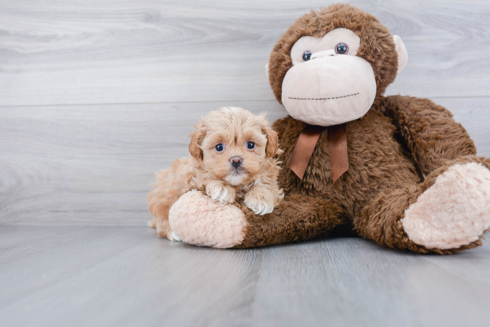 Little Shih Poo Poodle Mix Puppy