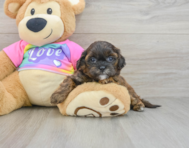 8 week old Shih Poo Puppy For Sale - Premier Pups