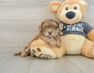 8 week old Shih Poo Puppy For Sale - Premier Pups