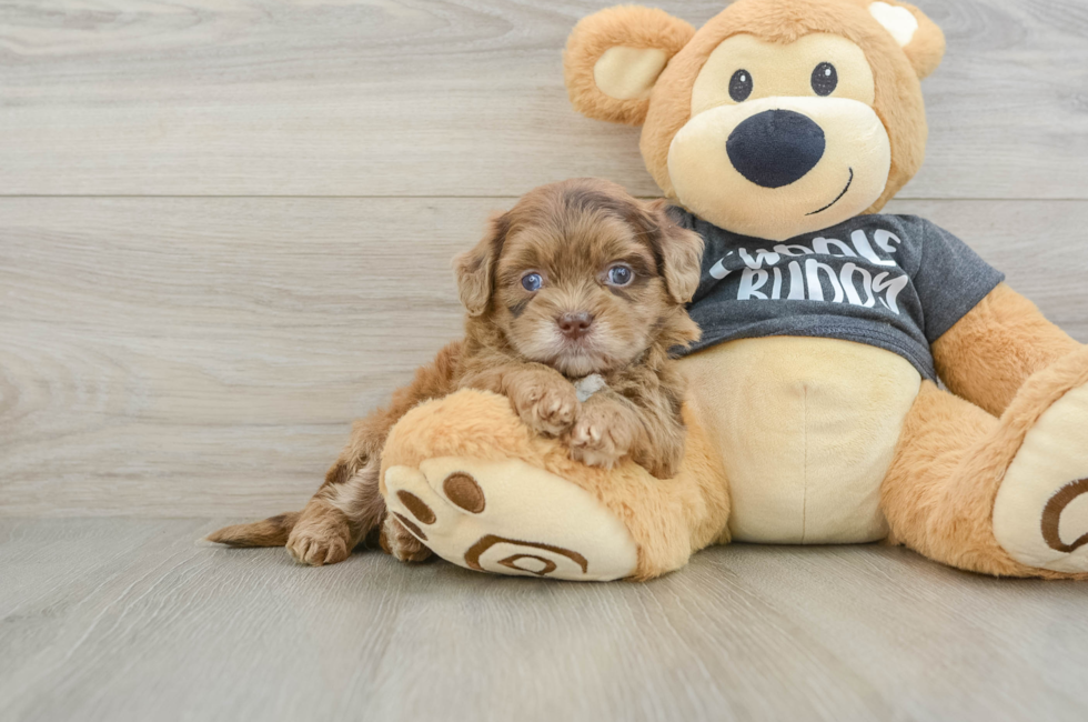 6 week old Shih Poo Puppy For Sale - Premier Pups