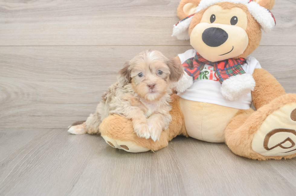 5 week old Shih Poo Puppy For Sale - Premier Pups