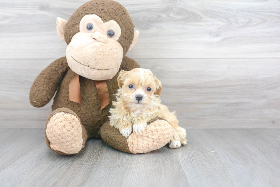 Smart Shih Poo Poodle Mix Pup