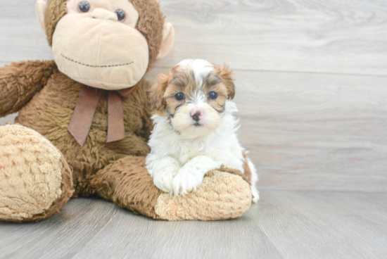 Shih Poo Pup Being Cute