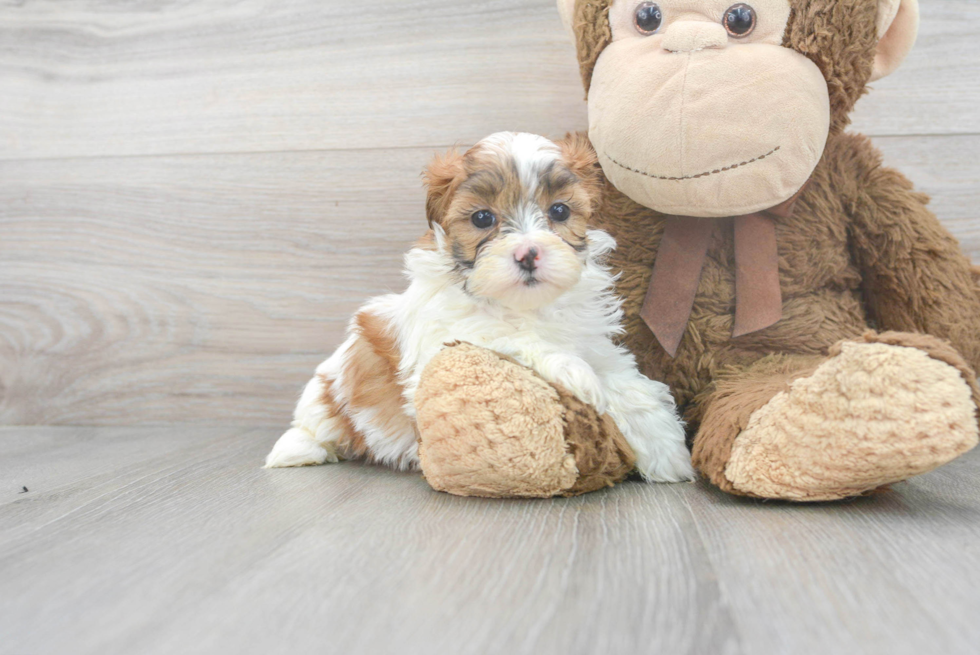 Shih Poo Puppy for Adoption