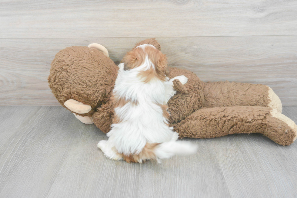 Playful Shihpoo Poodle Mix Puppy