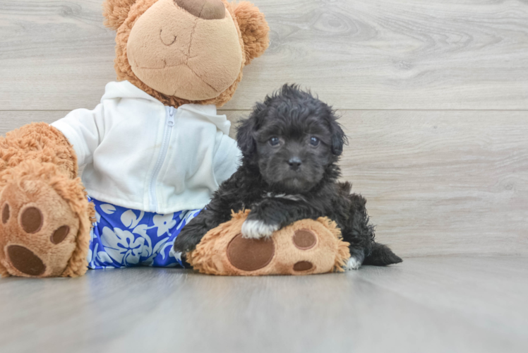 Popular Shih Poo Poodle Mix Pup