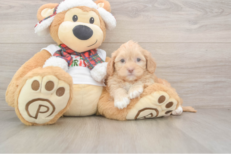 Shih Poo Pup Being Cute