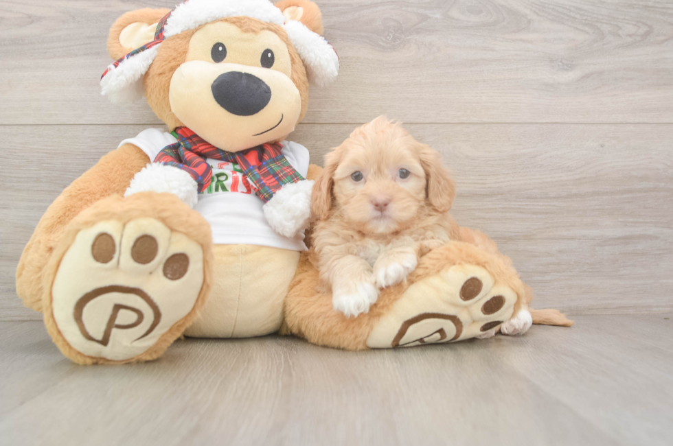 5 week old Shih Poo Puppy For Sale - Premier Pups