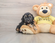 7 week old Shih Poo Puppy For Sale - Premier Pups