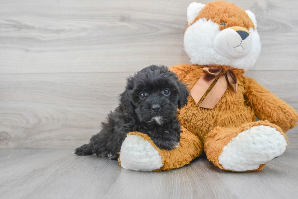 Best Shih Poo Baby