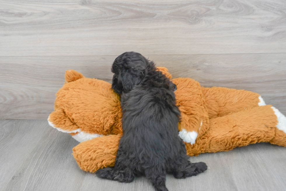 Sweet Shih Poo Baby