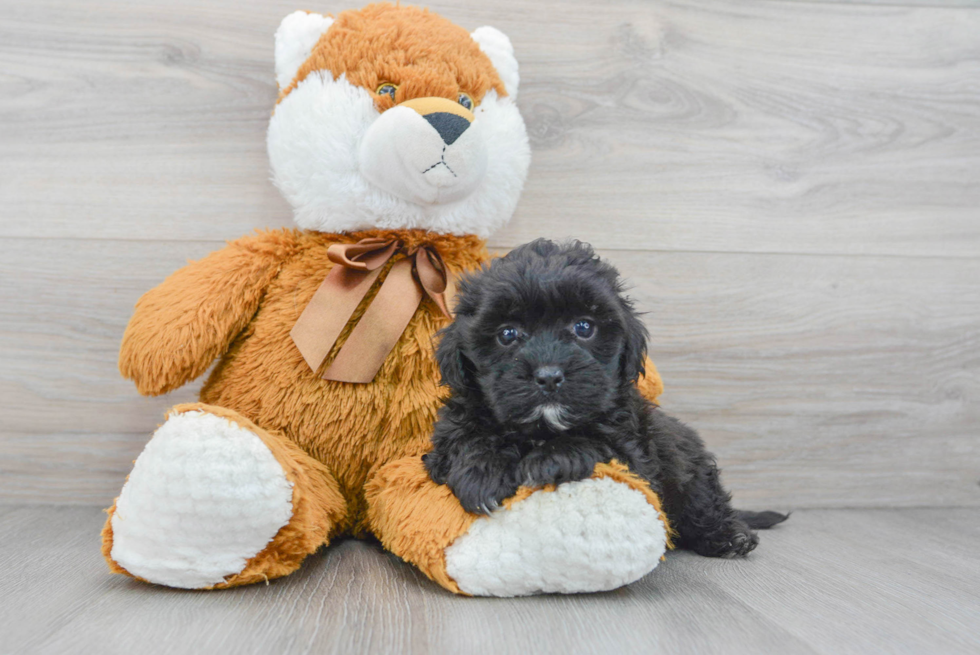 Small Shih Poo Baby