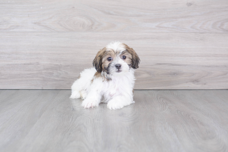 Shih Poo Puppy for Adoption