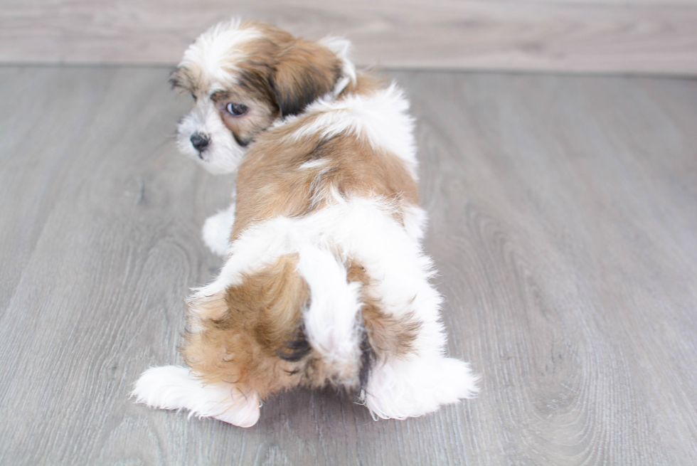Shih Poo Puppy for Adoption