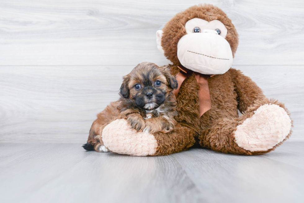 Smart Shih Poo Poodle Mix Pup