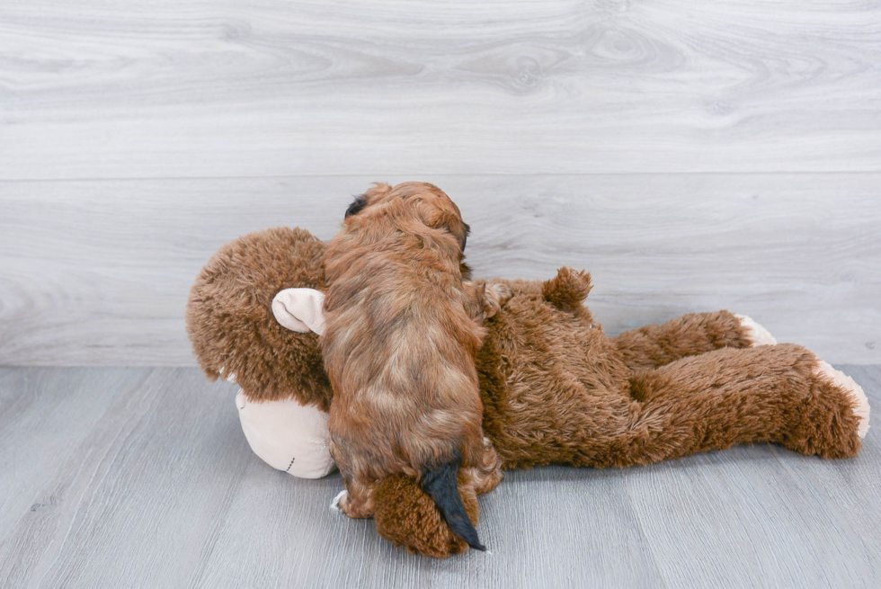 Little Shih Poo Poodle Mix Puppy